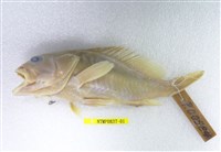 藏品(石斑魚)的圖片